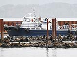 Власти рыболовецкого городка в штате Орегон отпугивают морских львов фальшивым китом 