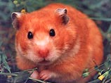 Бешеные хомячки вызвали эпидемию в Воронежской области